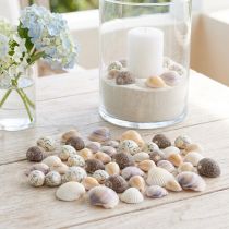 Artikel Muschel-Deko aus Naturmaterial, Mini-Herzmuscheln und Schneckenhäuser, 1–3 cm, 340 g