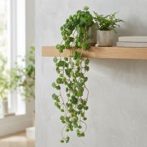 Artikel Echeveria Künstliche Hängepflanze Grün 50 cm