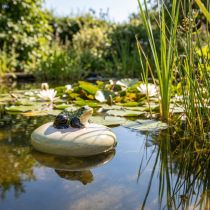 Artikel Dekofigur Frosch auf Schwimmstein aus Keramik 13 cm Grün