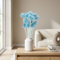 Artikel Craspedia Trockenblumen Blau 55 cm 20 Stück für Vase und Dekoration