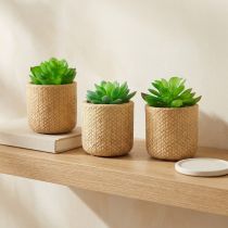 Artikel Künstliche Sukkulenten im Topf, 3-teilig, ca. 10 cm, Beige und Grün