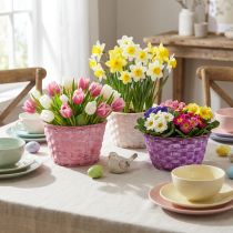 Artikel Spanschalen-Set rund Ø19cm Lila/Weiss/Rosa mit Kunststofffolie – 8 Stück