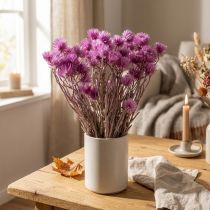 Artikel Trockenblumenstrauss Capblumen Lila Strohblumen H40–44cm Innenbereich