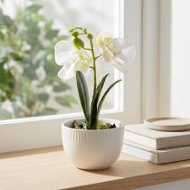 Artikel Mini Orchideen künstlich Weiss im Topf 15cm