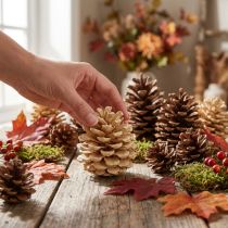 Artikel Pinienzapfen Pinus Pinea creme gemischt 5–18 cm, 25 Stück