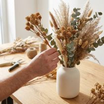 Artikel Salignum Zweige Leucadendron Naturfarben 35–45cm 25 Stück