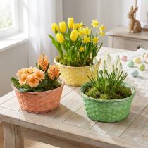 Artikel Pflanzkorb rund aus Weide Ø25cm Orange, Gelb, Grün 6 Stück mit Folie