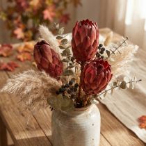 Artikel Protea Grandiceps Rot 25 Stück Trockenblumen ca. 10-12cm