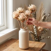 Artikel Leucospermum Plumosum Trockenblumen Creme 25 Stück 20–30 cm