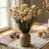Artikel Trockenblume Strohblume Creme Helichrysum 50cm Naturdeko