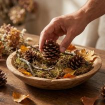 Artikel Pinus Pinea Kiefernzapfen Natur, Mittelgross, 8–10 cm, 50 Stück
