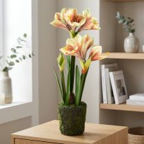 Artikel Amaryllis künstlich in Moosballen mit rosa-gelb gemusterten Blüten – 45 cm