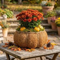 Artikel Pflanzkorb aus Tamarindenfaser Kürbisform Orange Ø22cm H17cm Herbstdeko