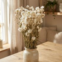 Artikel Kleine Trockenblumen Kamille Weiss Bund 65cm 50g für Dekoration und Bastelarbeiten
