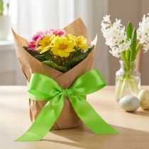 Artikel Geschenkband Polypropylen Lindgrün 30mm x 100m für Geschenk- und Blumendekoration