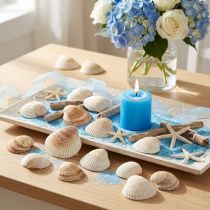 Artikel Deko-Muscheln Herzmuscheln Weiss Braun 5–7 cm 300 g Maritim