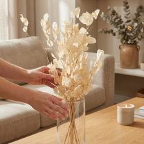Artikel Getrocknetes Silberblatt Lunaria Champagner 65–70 cm 20 g für Dekorationen