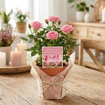 Artikel Selbstklebende Etiketten „Herzlichen Glückwunsch“ Rosa 3,5cm x 3,5cm 500 Stück
