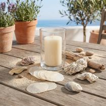 Artikel Austern- und Capizmuscheln im Netz, Natur, 250g, 3,5–9,5cm
