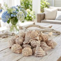 Artikel Natürliche Schneckenhäuser Dekoration 4–6 cm Braun Creme, ca. 300 g für Basteln und Maritime Deko