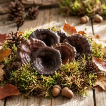 Artikel Trockenpilz Kalix, Natur lackiert, Dekopilze, 7-8 cm, Braun, 50 Stück