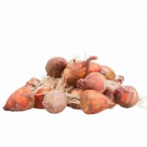 Artikel Künstliche Mini-Rüben aus Styropor Ø2,5cm H3,5cm, Rot-Orange-Gelb-Grün, 24 Stück für Innen-Dekoration