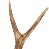 Artikel Künstliches Geweih aus Polyresin in natürlicher Optik 32cm