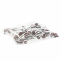 Artikel Glabrum Leucospermum Getrocknete Blüten 25-40cm 25 St