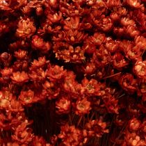 Artikel Trockenblumenstrauss aus Glixia-Blüten 44cm rot-natur für Vasen und Gestecke