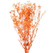 Artikel Schleierkraut Trockenblumenstrauss Gypsophila Orange 75cm 100g