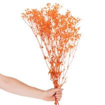 Artikel Schleierkraut Trockenblumenstrauss Gypsophila Orange 75cm 100g