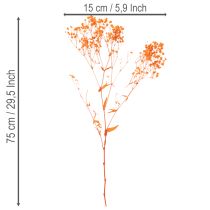 Artikel Schleierkraut Trockenblumenstrauss Gypsophila Orange 75cm 100g
