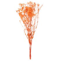 Artikel Schleierkraut Trockenblumenstrauss Gypsophila Orange 75cm 100g