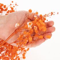 Artikel Schleierkraut Trockenblumenstrauss Gypsophila Orange 75cm 100g