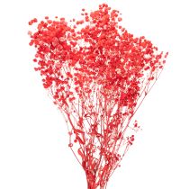 Artikel Trockenblumen Gypsophila Bund Rot 75 cm 100 g