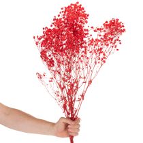 Artikel Trockenblumen Gypsophila Bund Rot 75 cm 100 g