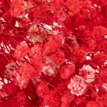 Artikel Trockenblumen Gypsophila Bund Rot 75 cm 100 g