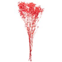 Artikel Trockenblumen Gypsophila Bund Rot 75 cm 100 g