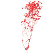 Artikel Trockenblumen Gypsophila Bund Rot 75 cm 100 g