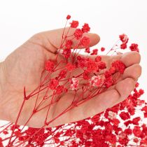 Artikel Trockenblumen Gypsophila Bund Rot 75 cm 100 g