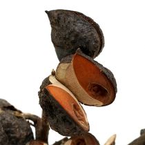 Artikel Hakea mittel Natur 5-9 Köpfe pro Zweig 20 St