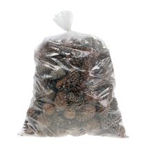 Artikel Halepensis Zapfen natur 5kg