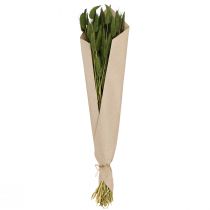 Artikel Hasenschwanzgras Lagurus Getrocknet Deko Grün 50-60cm 50g Trockenblumen