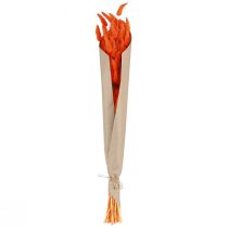 Artikel Hasenschwanzgras Orange Trockenblumen Deko 50-60cm 50g - Samtiges Lagurus für Tischdeko & Basteln