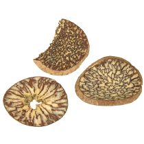 Artikel Holzscheiben Baumfrüchte Betelnuss FSC 300g, 1-3,5 cm, Rotbraun-Creme, DIY Dekoration