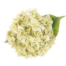 Artikel Künstliche Hortensie aus Seidenstoff mit Stiel und Blättern 60 cm creme-grün