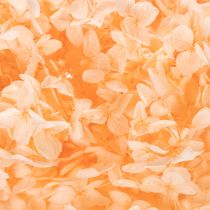 Artikel Trockenblume Hortensie, gefärbt, hellorange, 65 cm, für Innenbereich