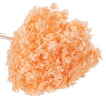 Artikel Trockenblume Hortensie, gefärbt, hellorange, 65 cm, für Innenbereich