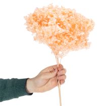 Artikel Hortensie Große Trockenblume gefärbt für elegante Floristik Dekorationen zuhause 65cm