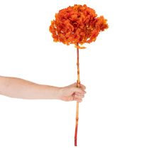Artikel Konservierte Hortensie orange 60 cm mit grosser Blüte